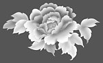 牡丹花开