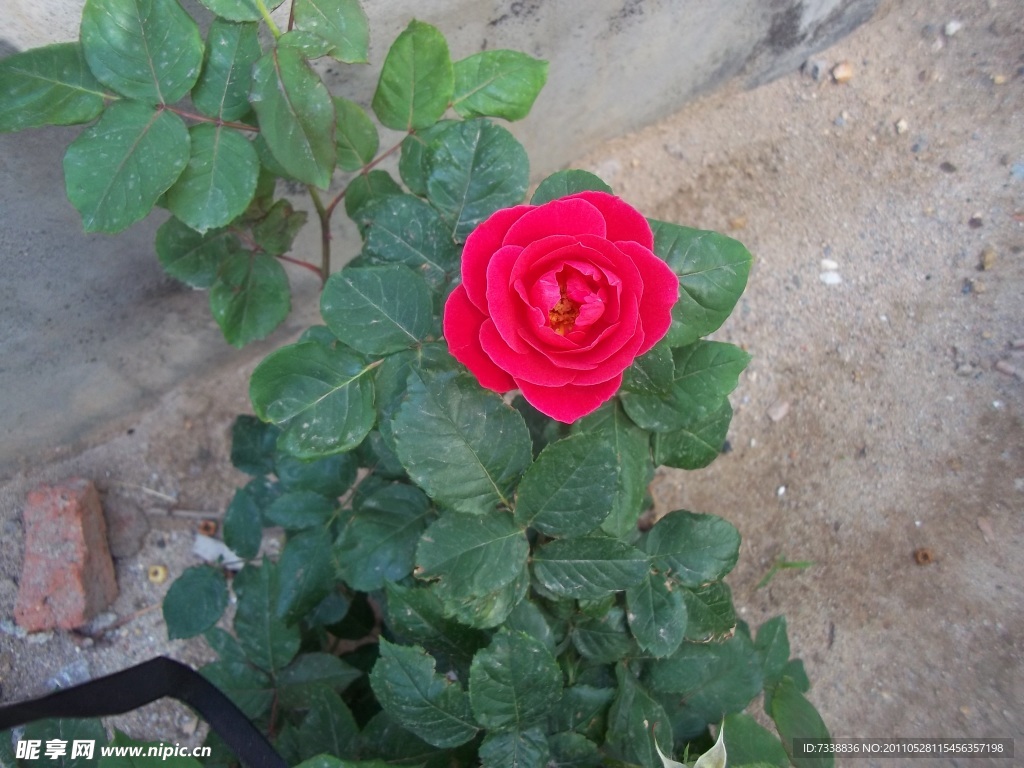月季花