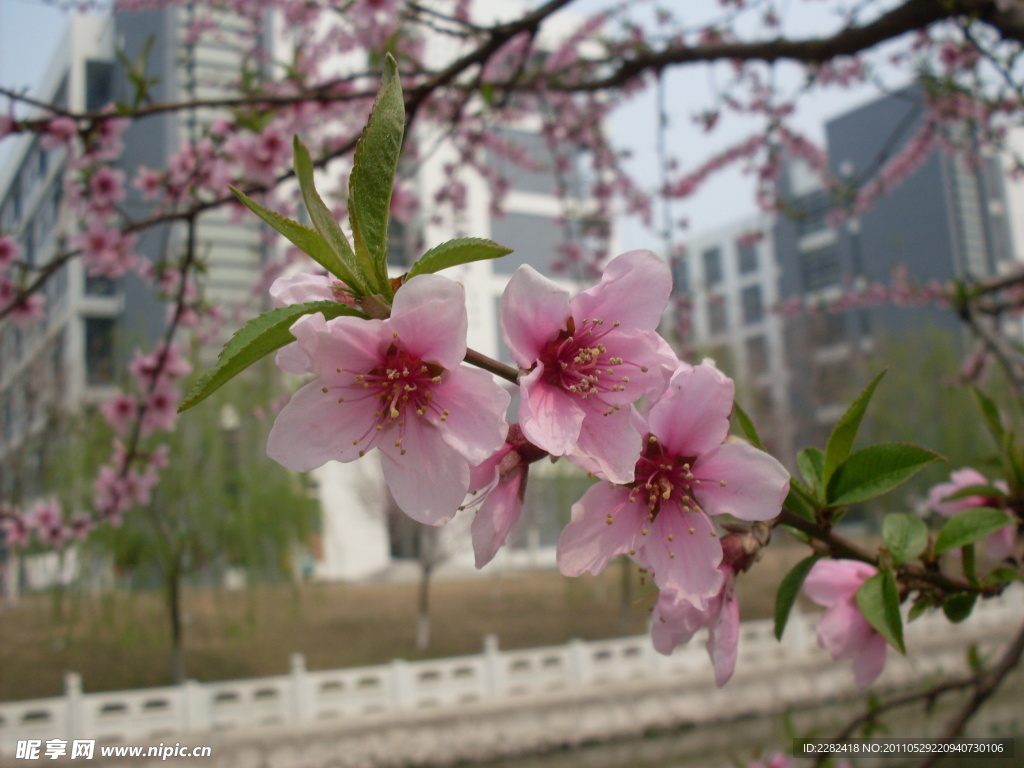 桃花特写