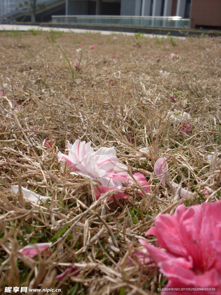 海棠花