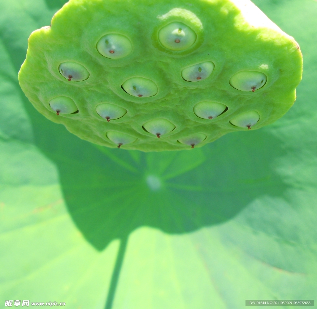 莲蓬特写