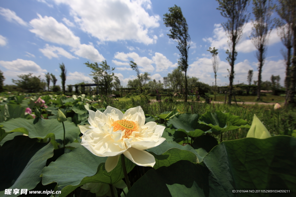 莲花池