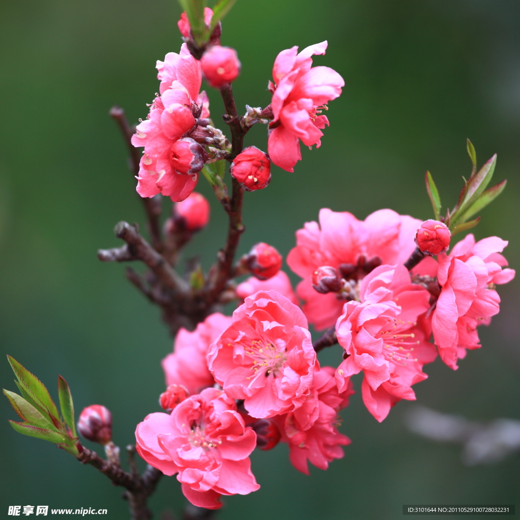 桃花盛开