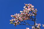 山茱萸花