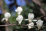 白色木兰花