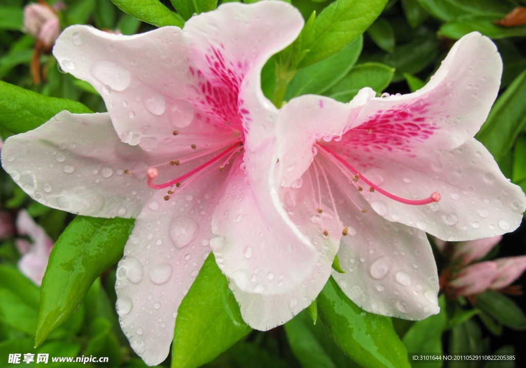 粉红杜鹃花