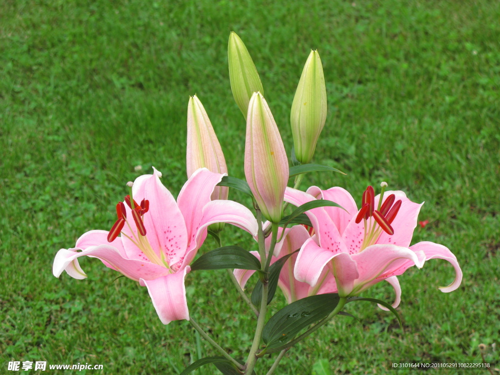 粉红百合花