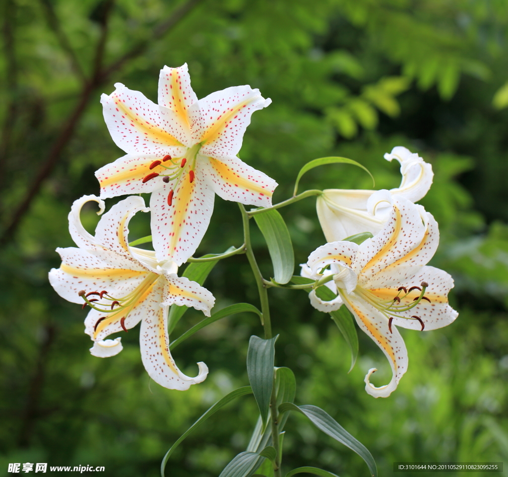 山百合