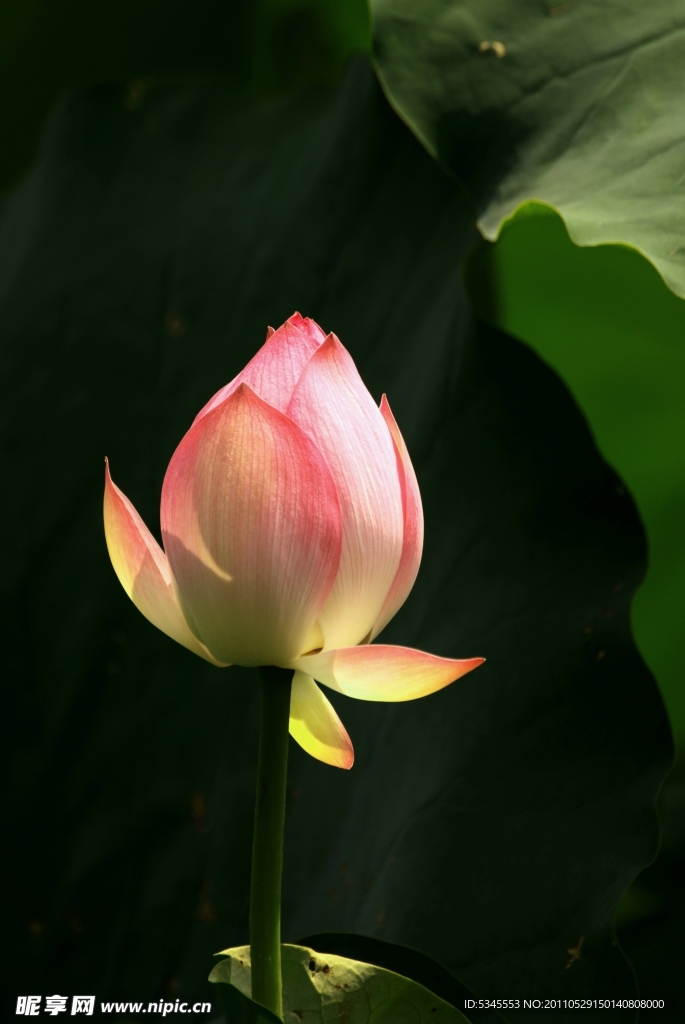花卉 荷花