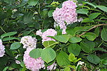 绣球花