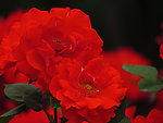 月季花