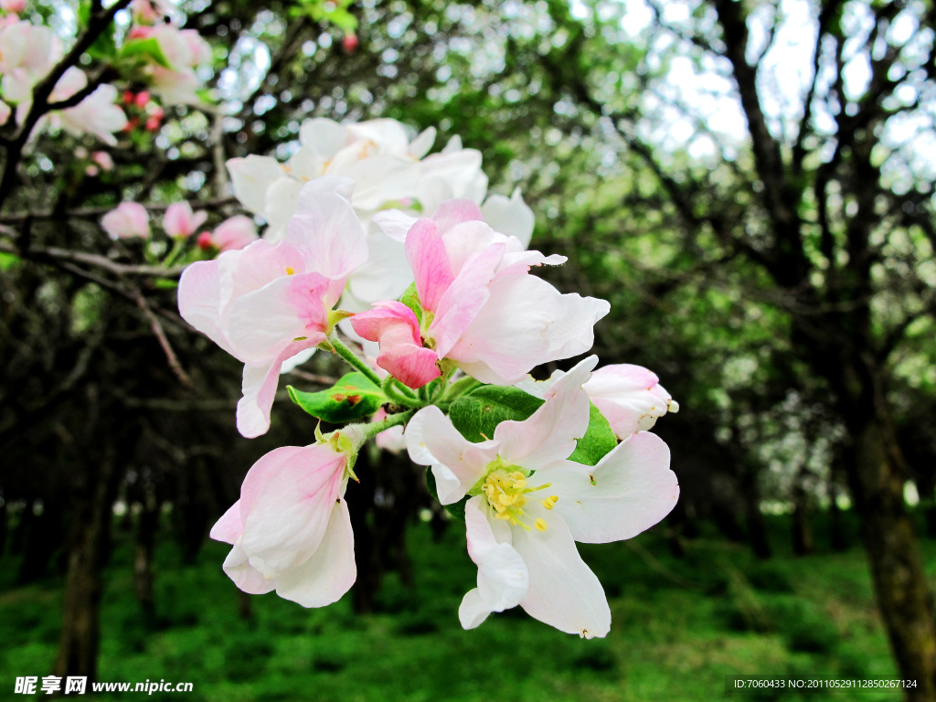 野果花