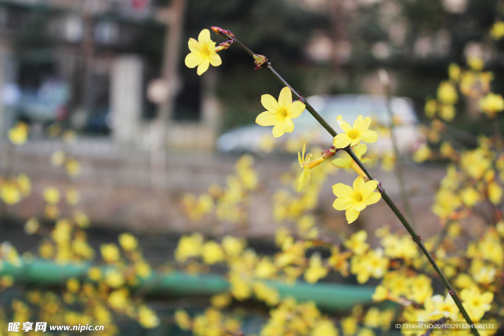 迎春花