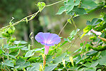 牵牛花