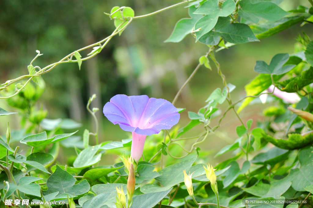 牵牛花