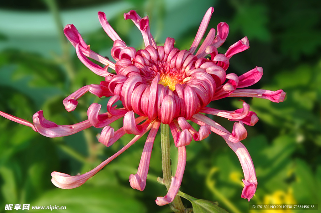 菊花 艳丽 紫红 花草 阳光 绽放