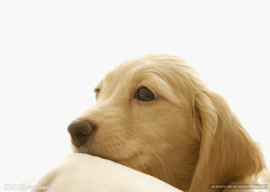 狗狗素材