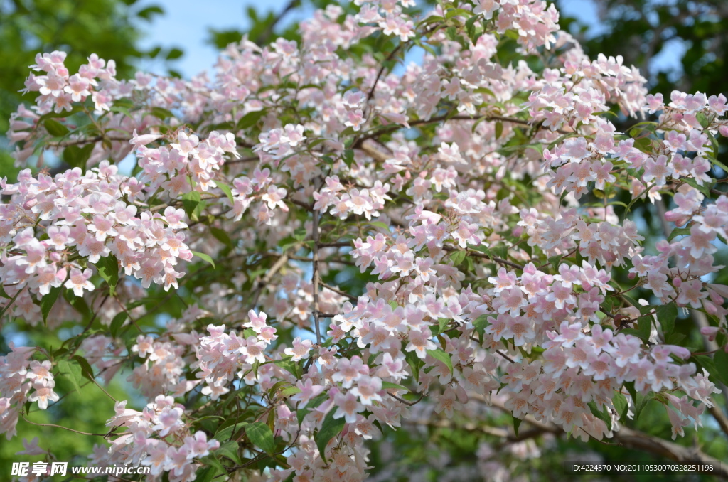 香荚蒾