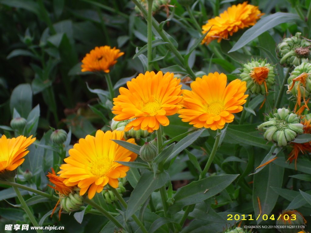 橙色菊花