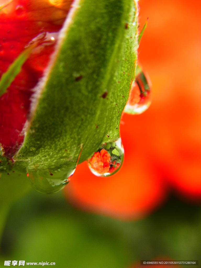 月季花蕾上的水滴