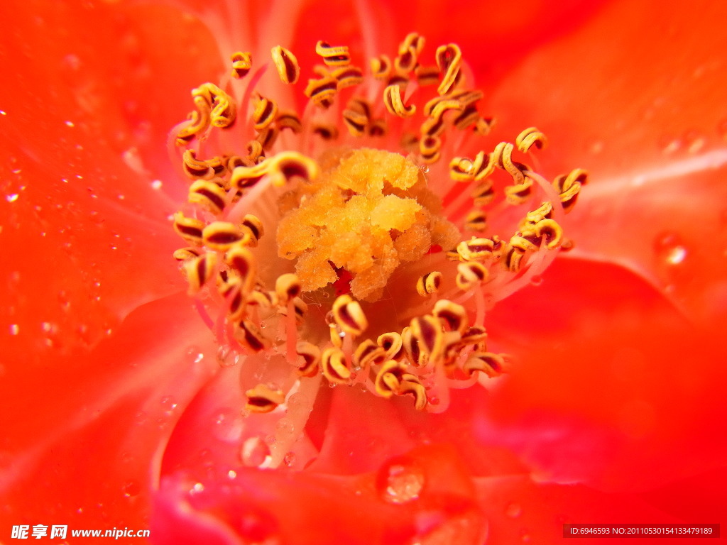 月季花蕊