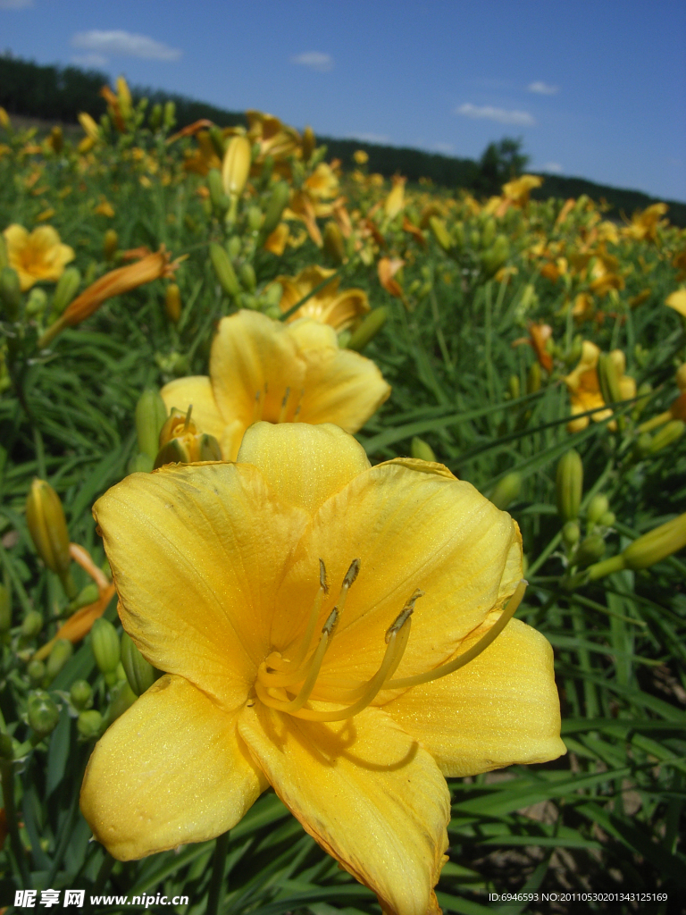 黄花