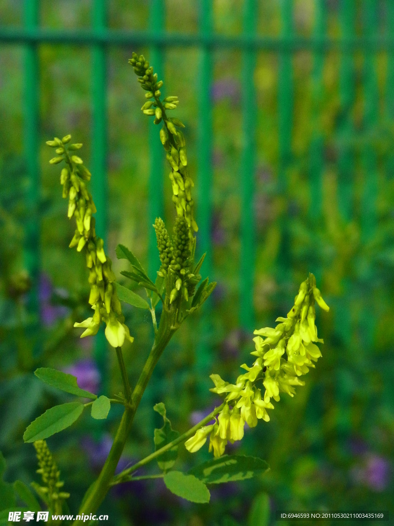 黄花苜蓿