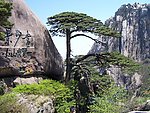黄山迎客松