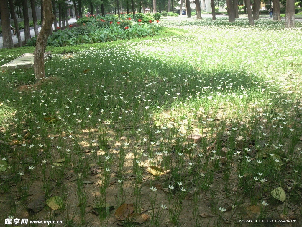 小花