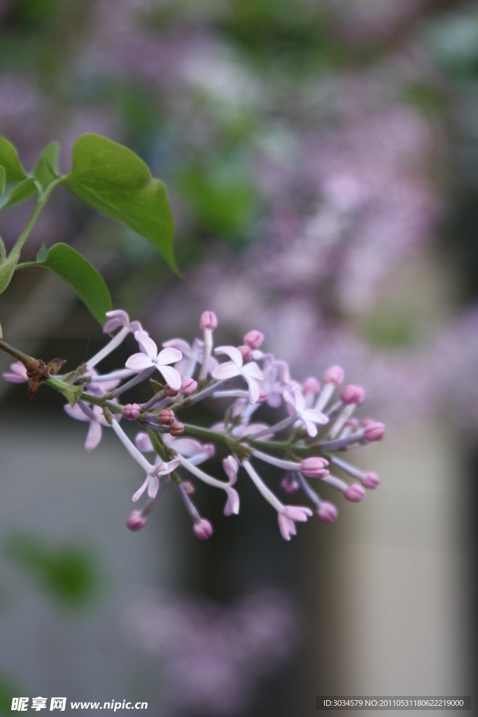 丁香花