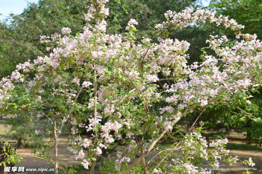 香荚蒾