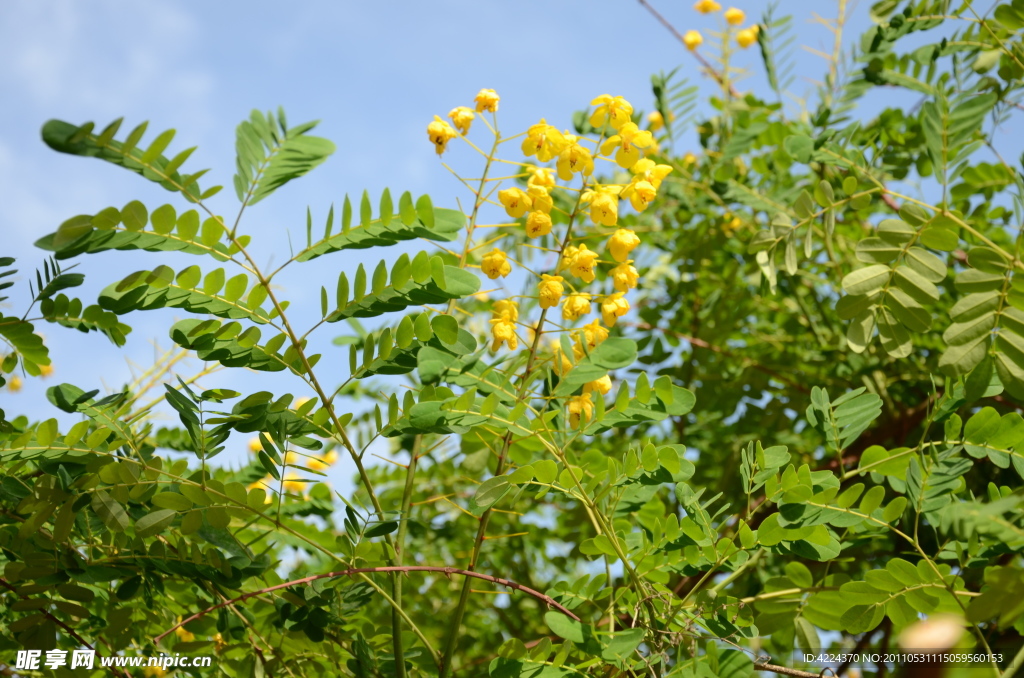 黄槐的花