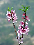 桃花开