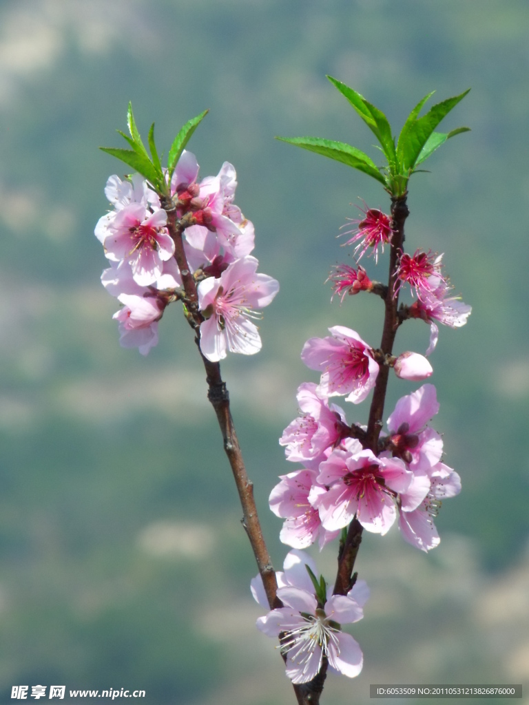 桃花开