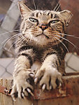 猫咪
