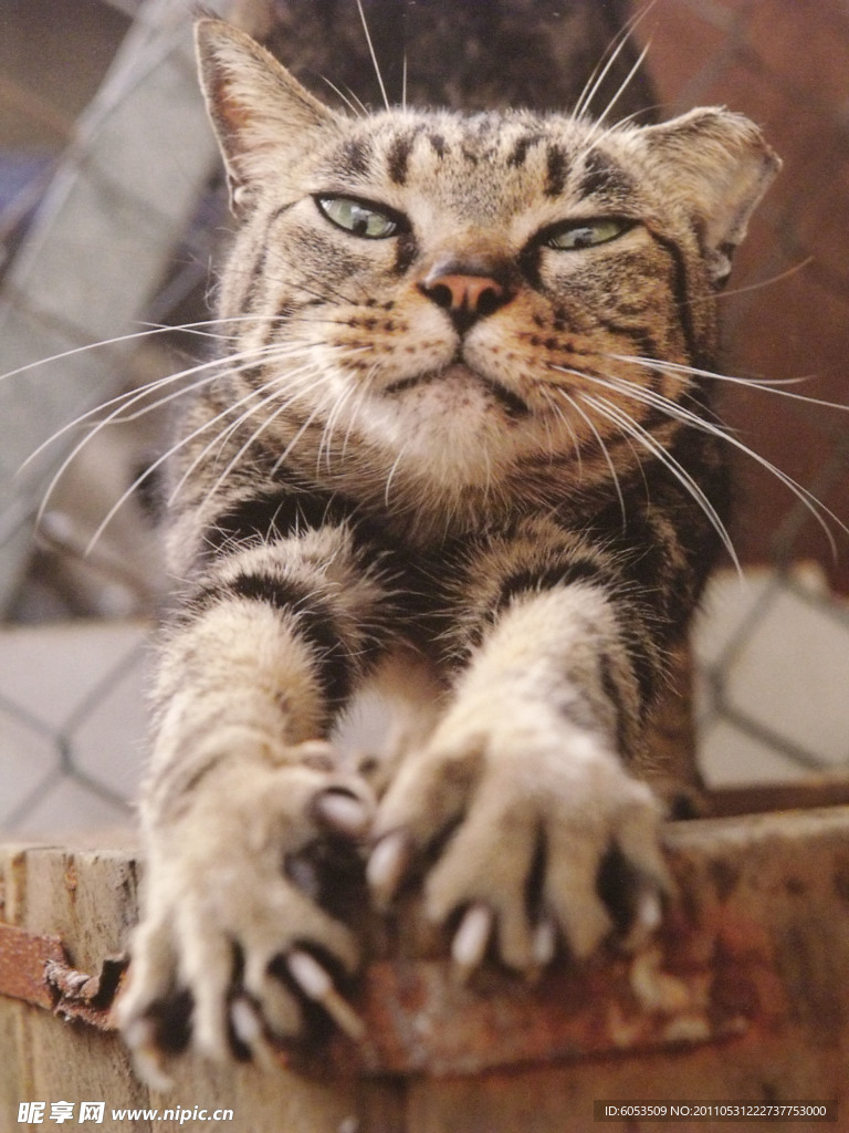 猫咪