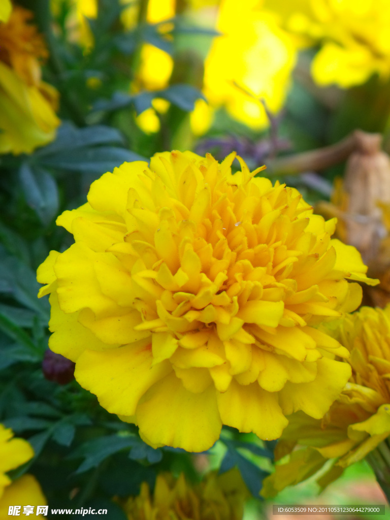 菊花