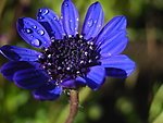 紫花