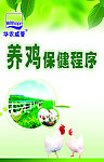 养鸡保健程序