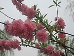 盛开的樱花