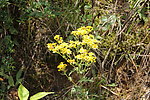 黄色野花