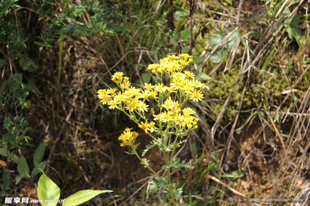 黄色野花