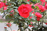 红色月季花