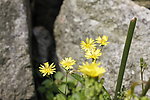 野菊花