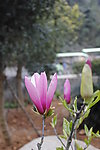 紫玉兰花