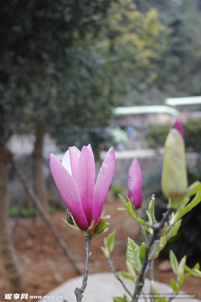 紫玉兰花