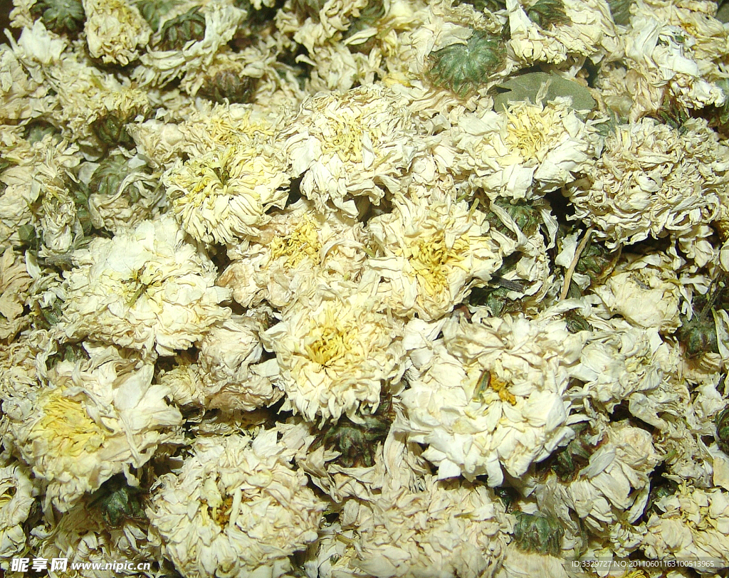 花茶贡菊