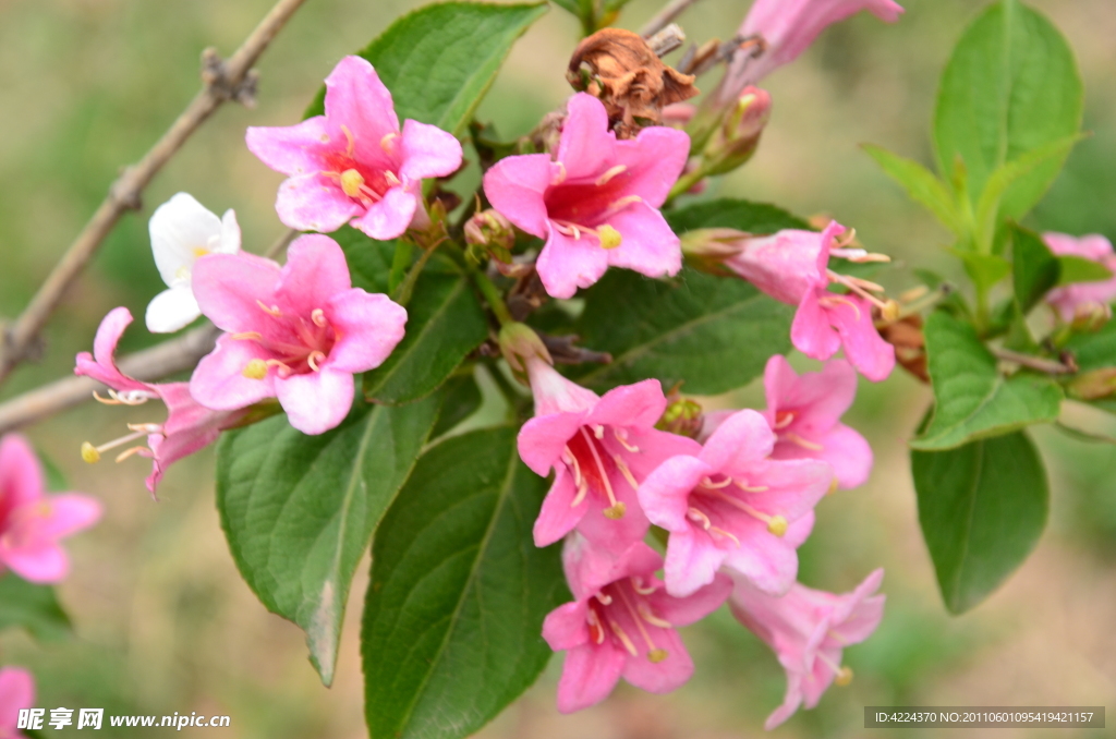 锦带花