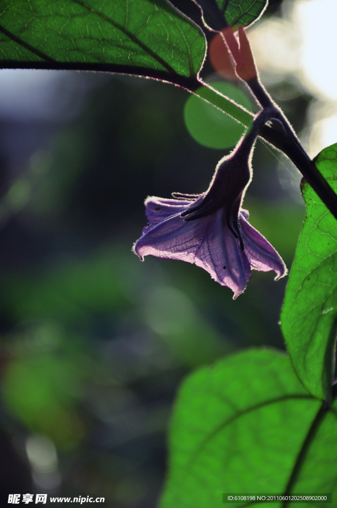 茄子花