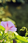 牵牛花开